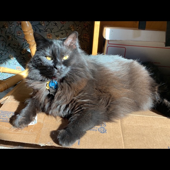 Meet your Posh Ambassador, Evergreen - Picture 3 of 3